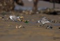 Becasseau sanderling - Conche du Mimbeau